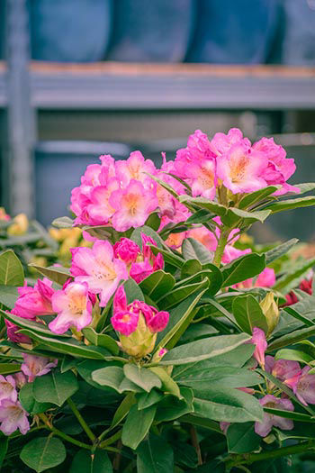 Rhododendron - variétés